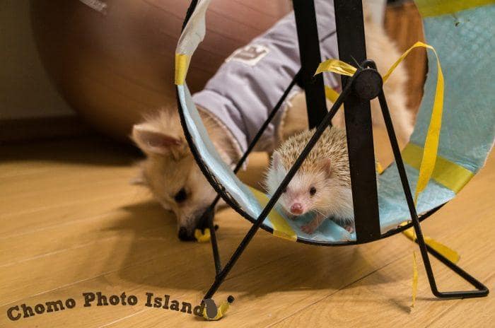 回し車withワンコさん