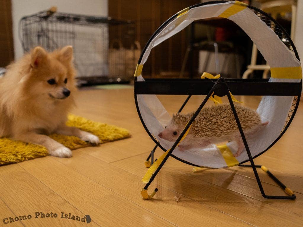 待てのできるワンコです